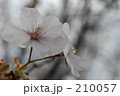 桜 桜 210057