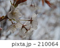 桜 桜 210064