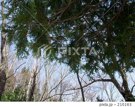 冬の青森ヒバ 210163