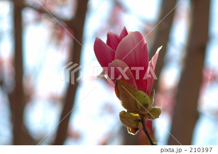 紫木蓮（２） 210397