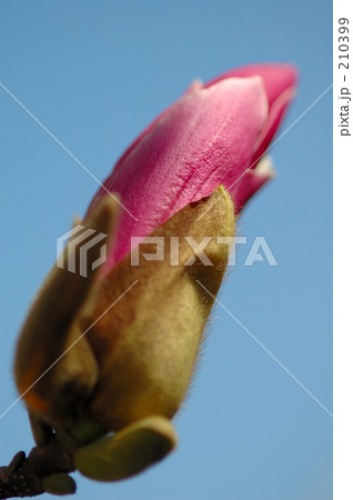 紫木蓮（１） 210399