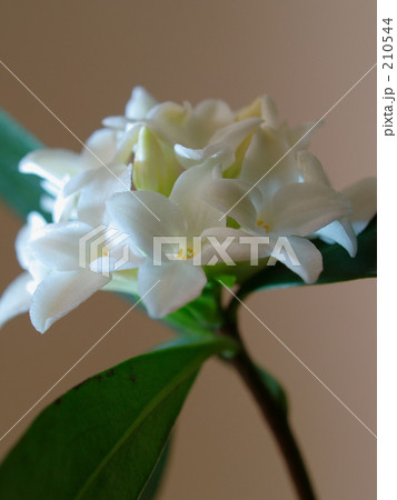 沈丁花の香り 210544