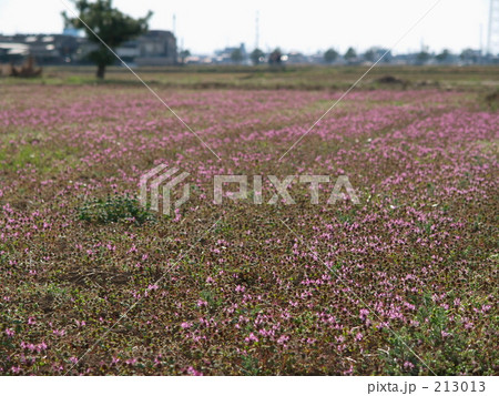 一面ホトケ 一面ホトケ 213013