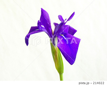 カキツバタ 214022