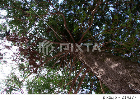 青森ヒバの大樹 214277