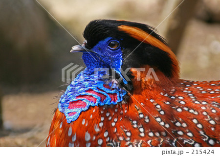 ベニジュケイ 215424