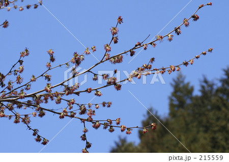 フサザクラ２ 215559