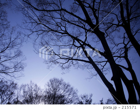 空と樹と 215571