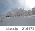 雪山の木々 216473