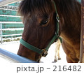 牧場の馬 216482