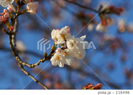 桜 216496