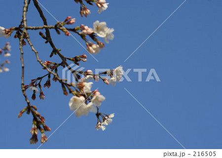 桜 216505