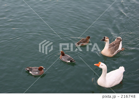 アヒルとかも 216748