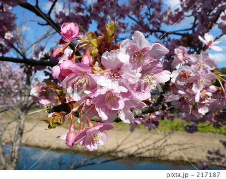 河津桜　つぼみとともに 217187