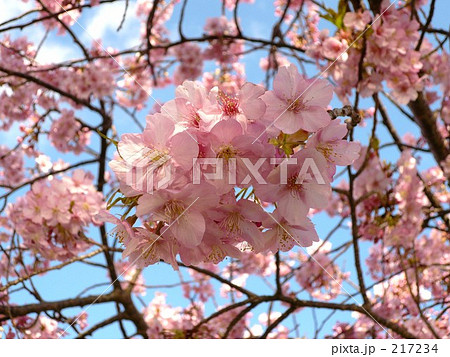 河津桜 217234