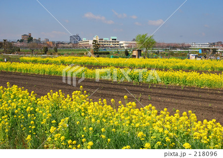見沼田圃・春 菜の花畑 見沼田圃・春 菜の花畑 218096