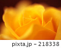 黄色い花びら 218338
