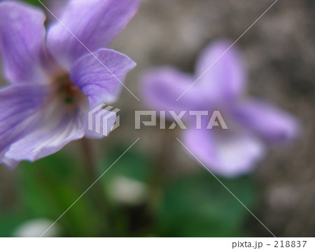 菫バイオレット 218837