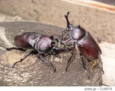 闘い 闘い 218970