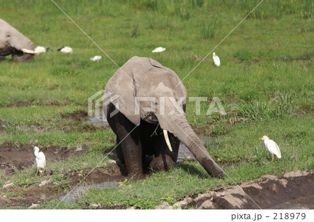 象と鳥 象と鳥 218979