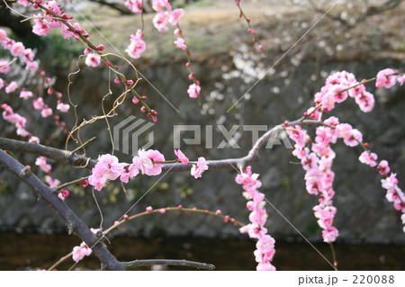 蘇我梅林の土手に咲く梅 220088