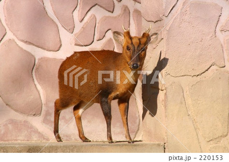 キョンの全身像 220153