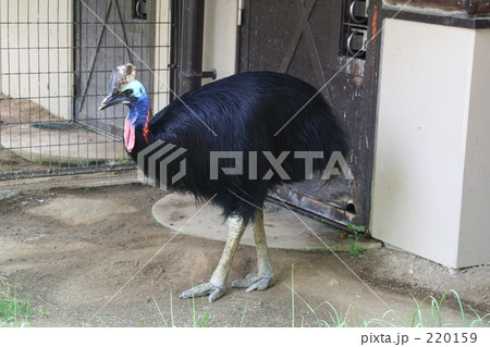 ヒクイドリ ヒクイドリ 220159