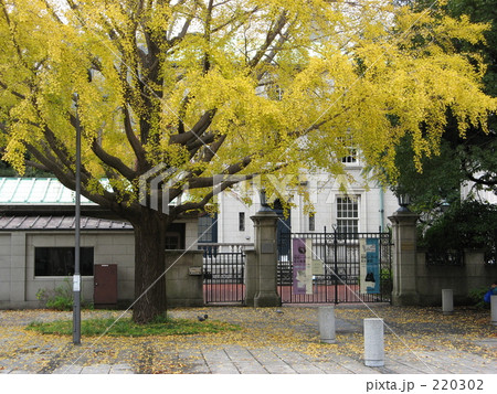 イチョウの秋 220302