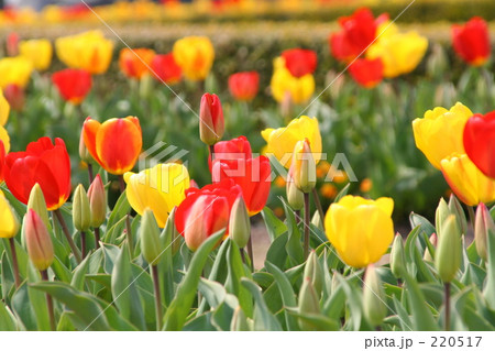 ちゅうりっぷ 220517