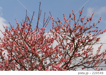 うめ うめ 220549