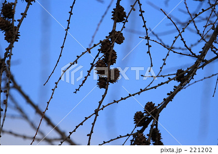 松ぼっくり 221202