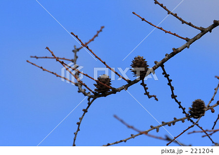 松ぼっくり 221204