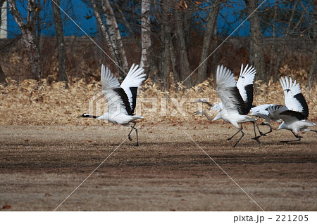 タンチョウ 221205