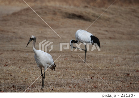 タンチョウ 221207