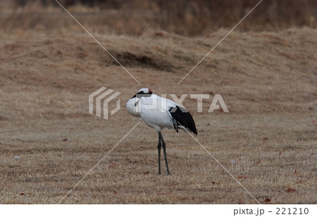 タンチョウ 221210