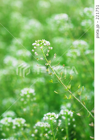 ナズナ Ⅱ 221751