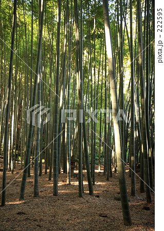 竹林 竹林 222595