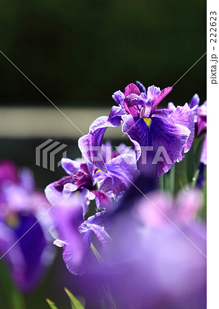 花菖蒲_001 花菖蒲_001 222623