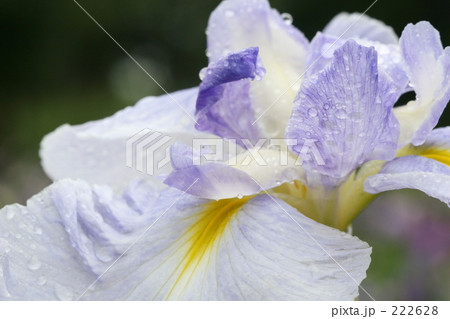 花菖蒲_003 222628