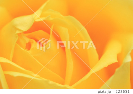 薔薇_004 222651