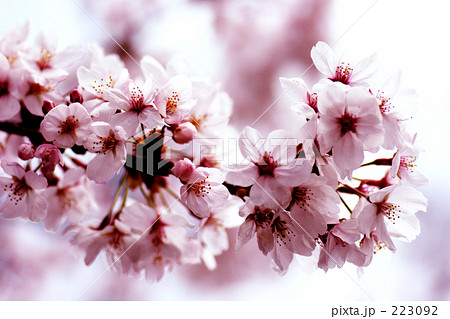 桜 223092