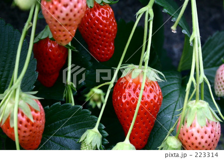 イチゴ 223314