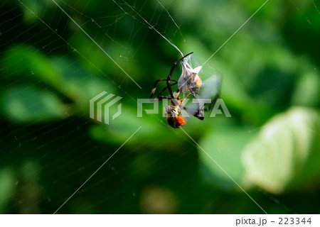 コガネグモの補食－０３ 223344