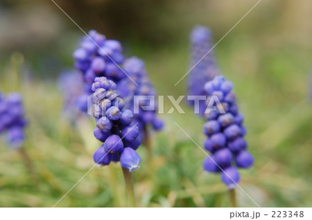 春の花 春の花 223348