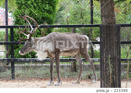 トナカイ全身像 トナカイ全身像 223390