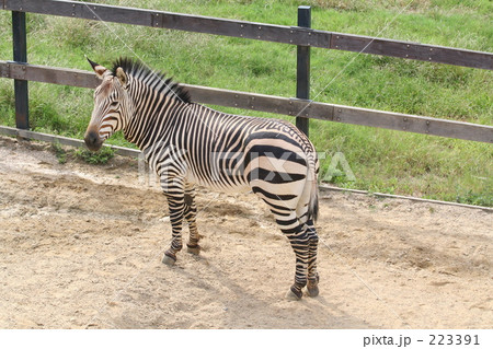 ヤマシマウマ 223391