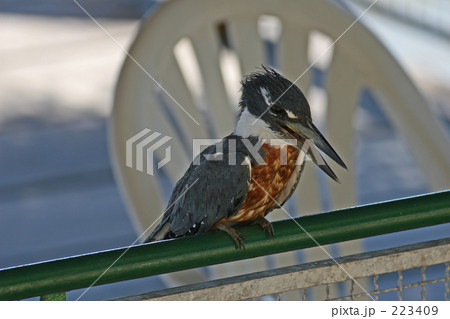 南米のヤマセミ 223409