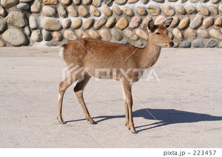 ニホンジカのメス ニホンジカのメス 223457