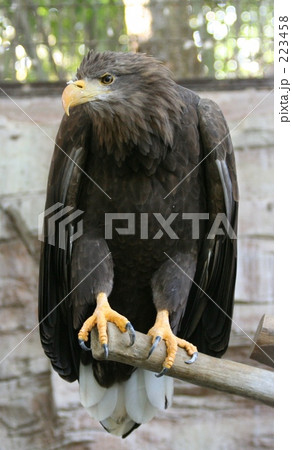 オジロワシの勇姿 223458