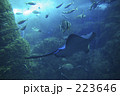 江ノ島水族館 223646